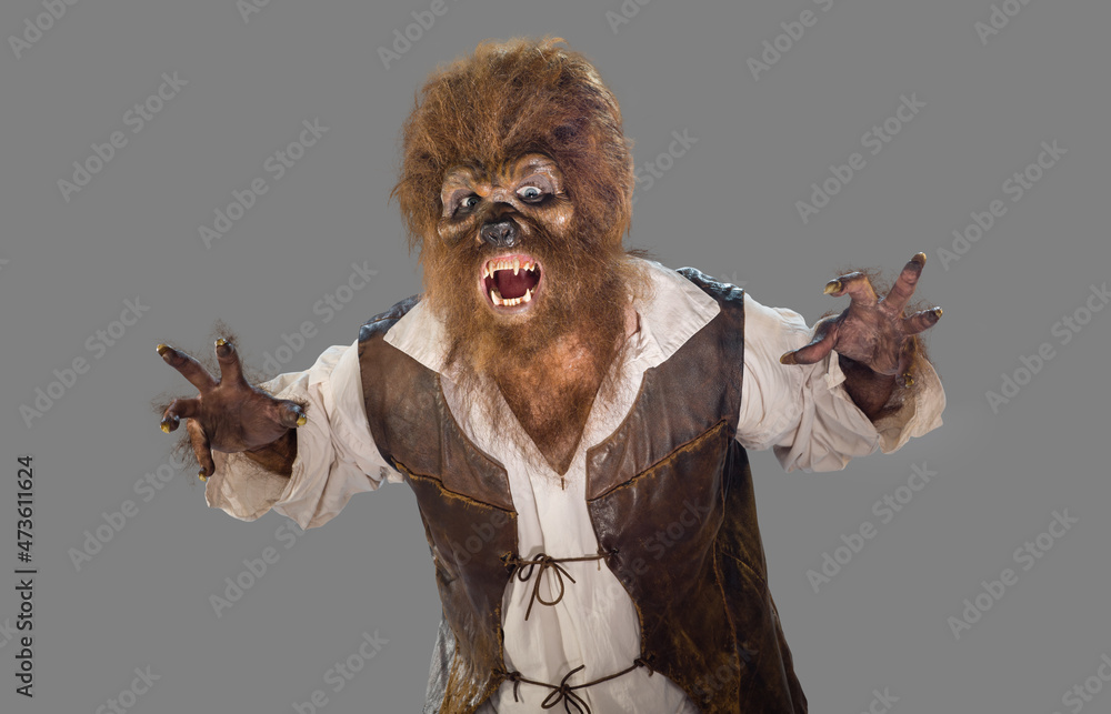 Portrait of a Werewolf Wolfman screaming and showing fangs. Man in Halloween costume on gray background Portrait of a Werewolf Wolfman screaming and showing fangs. Man in Halloween costume on gray background