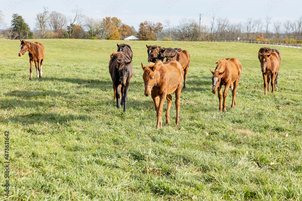 A group of weanling Thoroughbreds walking in a large, green pasture. A group of weanling Thoroughbreds walking in a large, green pasture.