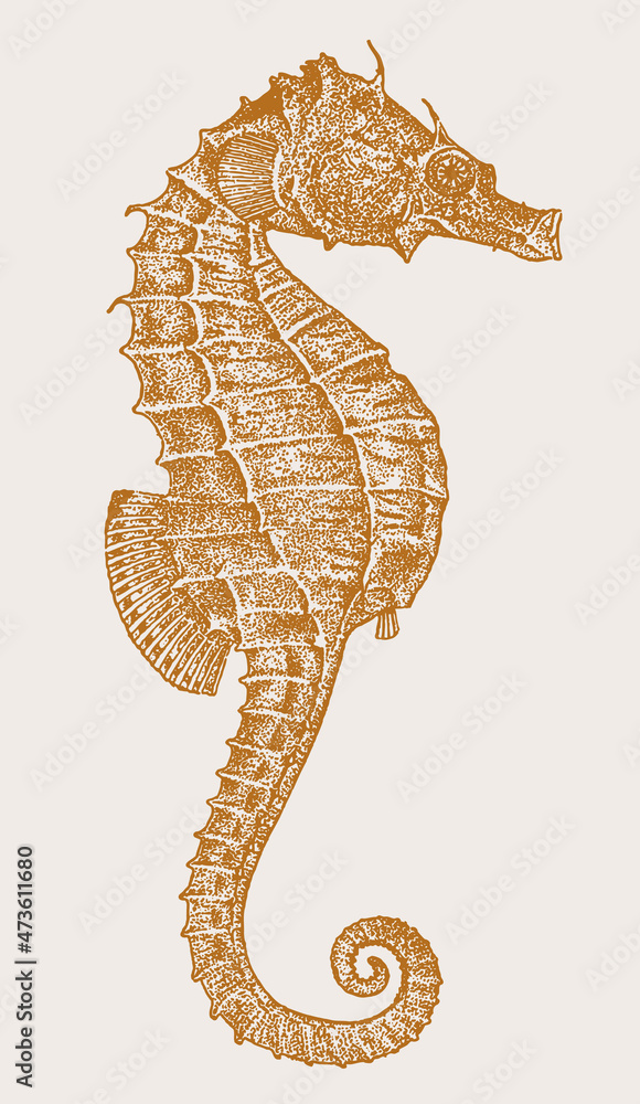 Threatened female lined seahorse hippocampus erectus in profile view - obrazy, fototapety, plakaty 