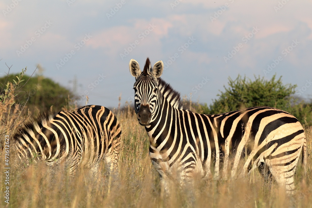 Fototapeta premium Zebra