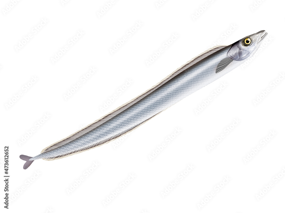 poisson, sabre, isolé, aliment, frais, comestible blanc, fruits de mer, cuisiner, pêche, mer, brut, animal, sain, ailette, maquereau, argent, attraper, nature, fraîcheur, eau, basse, queue, fleuve
poisson, sabre, isolé, aliment, frais, comestible blanc, fruits de mer, cuisiner, pêche, mer, brut, animal, sain, ailette, maquereau, argent, attraper, nature, fraîcheur, eau, basse, queue, fleuve