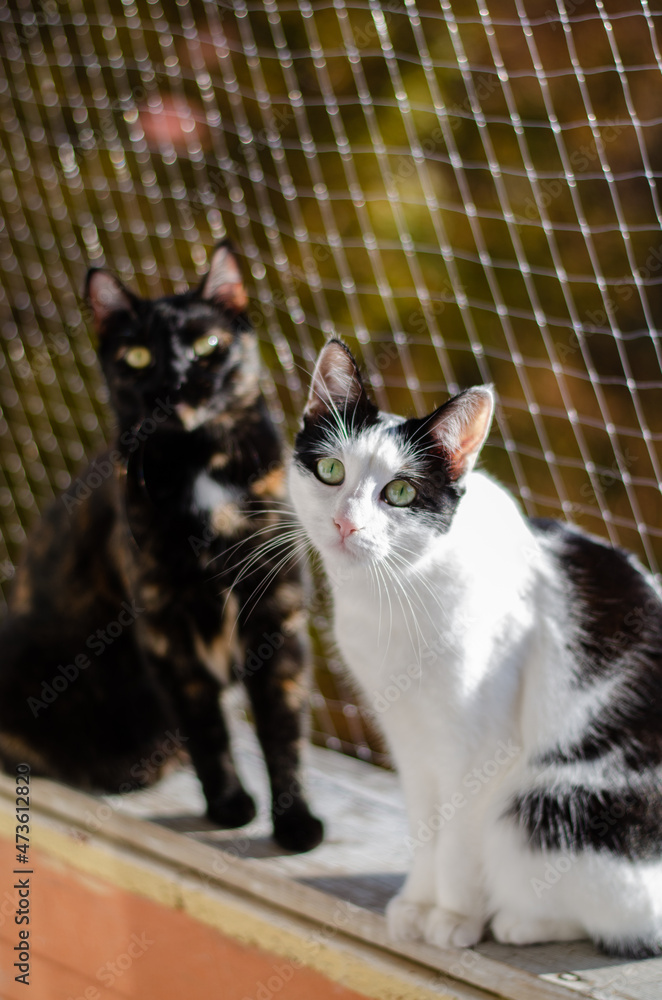 cats protected by safety net on the balcony cats protected by safety net on the balcony