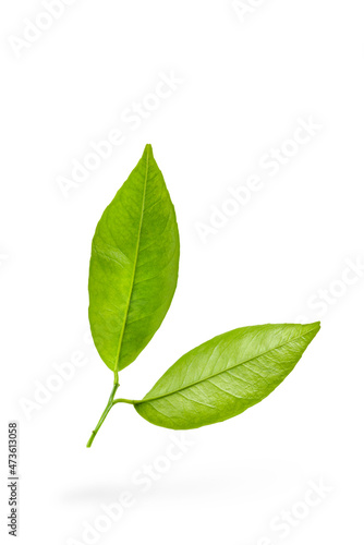 Mandarin leaves. Green leaves of a tangerine tree on a white isolated background. Two leaves dangle casting a shadow