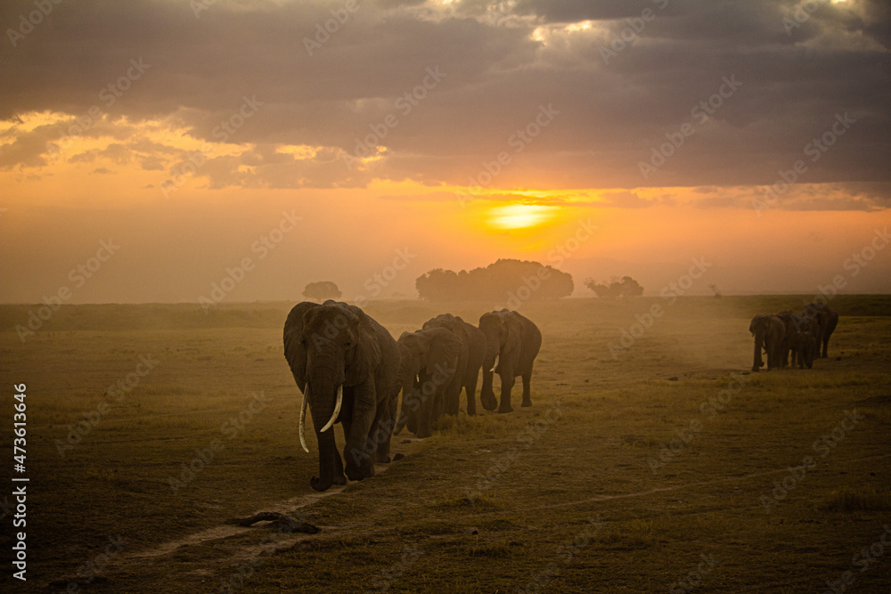 elephants walking face first at sunset in Kenya - obrazy, fototapety, plakaty 