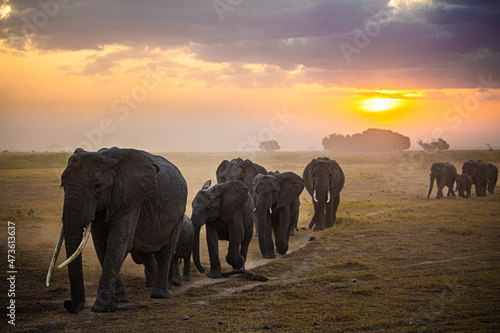 elephants walking face first at sunset in Kenya