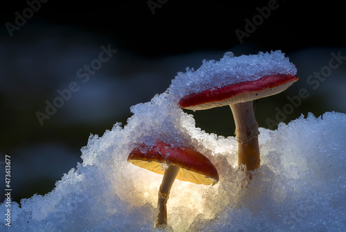 mushroom in the snow