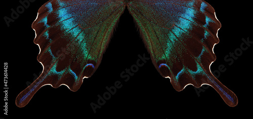 Papilio maackii. Alpine black swallowtail. Colorful exotic swallowtail butterfly wings isolated on black. Tropical butterfly wings close-up photo