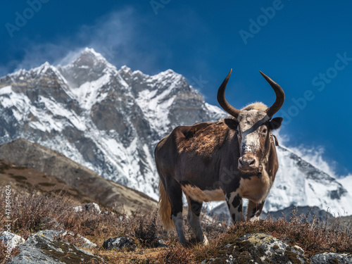 portrait of big yak with view to peak Lhotse in Nepal under blue sky © sergejson