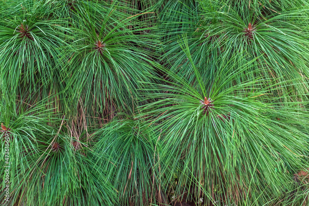 green pine with long needles spruce forest pine branches green pine with long needles spruce forest pine branches