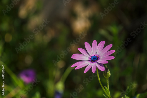 pink flower