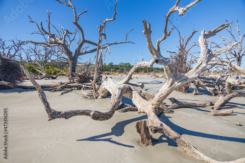 Large bare tree and driftwood on the beach  