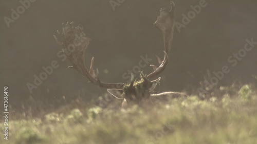 fallow deer rutting season in denmark