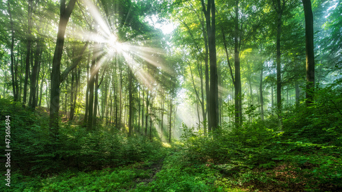 Fototapeta Naklejka Na Ścianę i Meble -  Natural Forest of Beech trees, sunbeams shining through morning fog