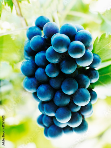 Close up of purple grapes on vine photo