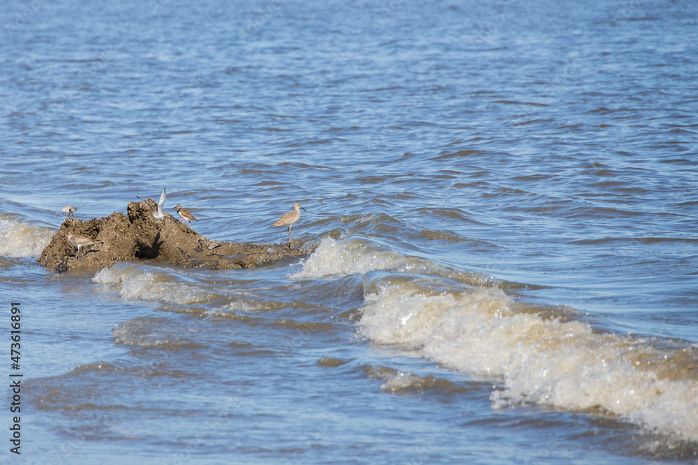 Fototapeta premium Shorebirds on the beach