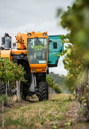 Large machines traveling down rows of grapes harvesting photo