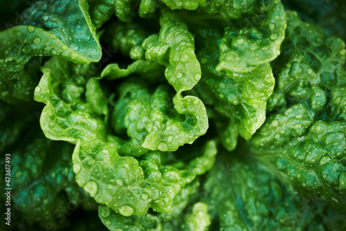 Close up of raindrops on lettuce plant photo