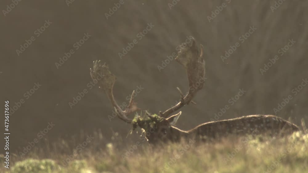 fallow deer rutting season in denmark fallow deer rutting season in denmark