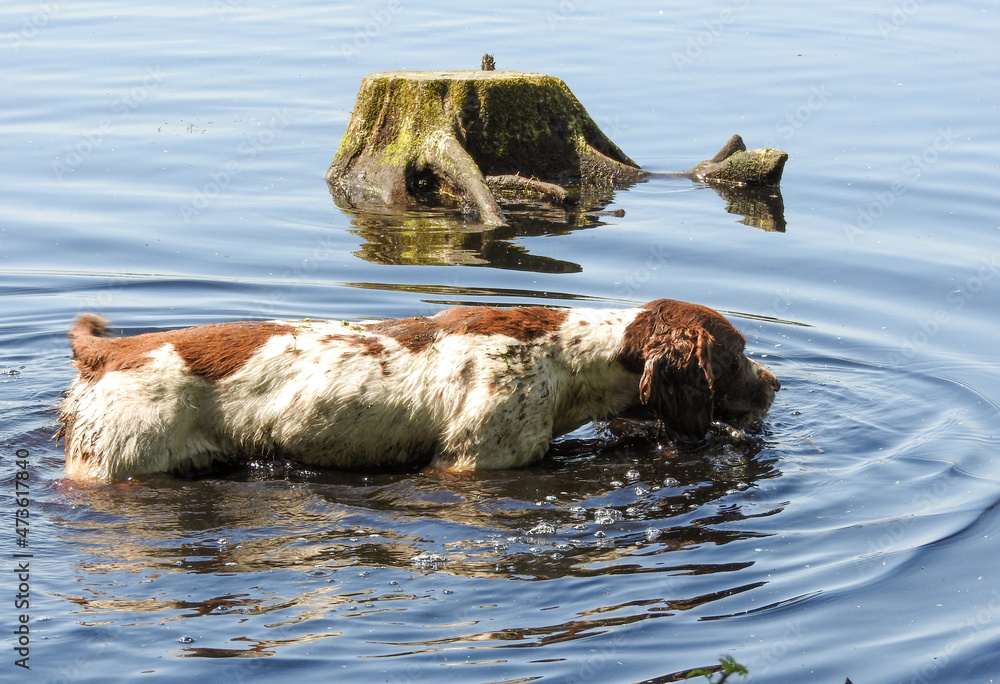 Fototapeta premium Dog in the lake