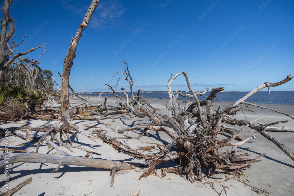 Large bare tree and driftwood on the beach
Large bare tree and driftwood on the beach