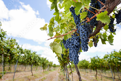 Purple grapes hanging from grapevines in vineyard photo