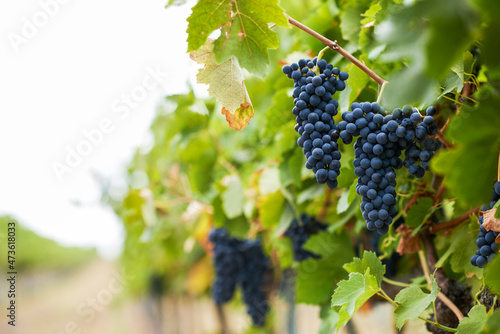 Purple grapes hanging from grapevines in vineyard photo