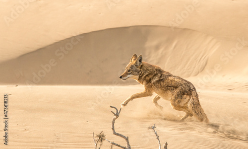 A coyote runs on sand dunes on Magdalena Island, Baja California Sur