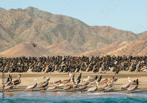 A variety of bird species including brown pelicans and cormorants rest on the shore of Isla Magdalena, Baja California Sur photo