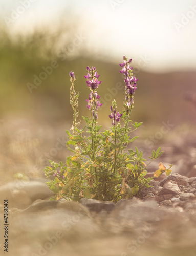 A purple blooming lupine grows in a rocky wash in Baja California Sur photo