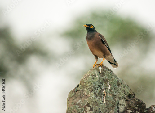 A common myna bird perches on lichen-encrusted rocks of Angkor Wat photo