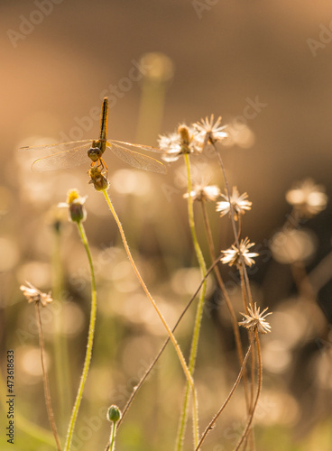 A dragonfly perches on a flower in a field at Angkor Thom photo