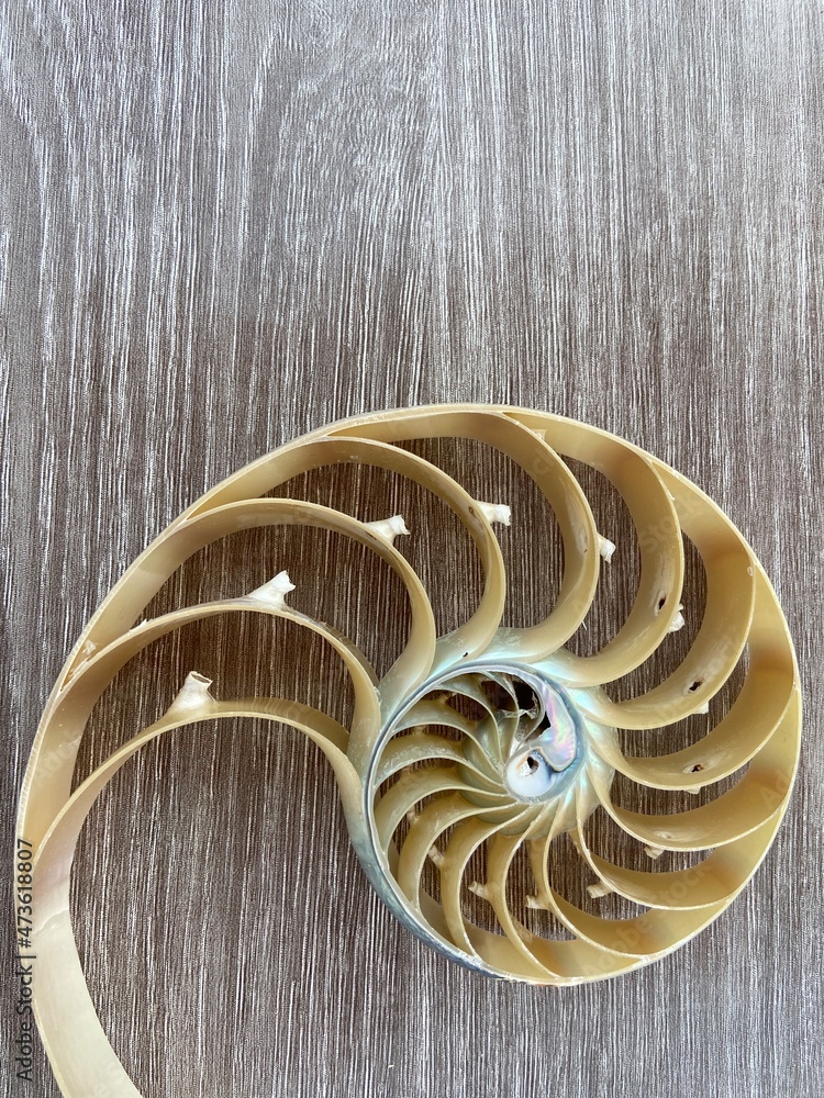 Obraz premium shell pearl nautilus Fibonacci section spiral pearl symmetry half cross golden ratio shell fibonacci structure growth close up mother of pearl ( pompilius nautilus ) - stock photo photograph image