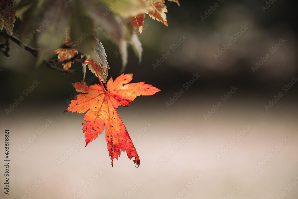 Colorful leaves and trees during Autumn season Colorful leaves and trees during Autumn season