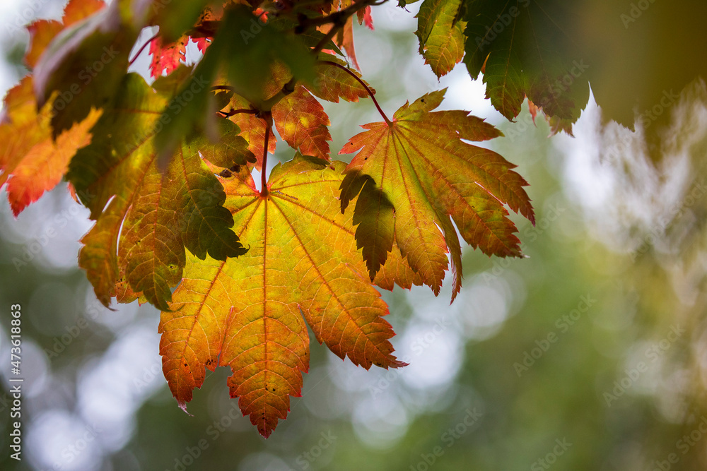 Colorful leaves and trees during Autumn season Colorful leaves and trees during Autumn season