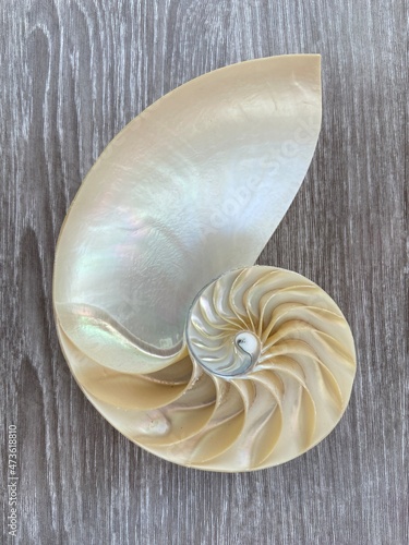 Fotografiet shell pearl nautilus Fibonacci section spiral pearl symmetry half cross golden r