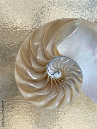 shell pearl nautilus Fibonacci section spiral pearl symmetry half cross golden ratio shell fibonacci structure growth close up mother of pearl ( pompilius nautilus ) - stock photo photograph image