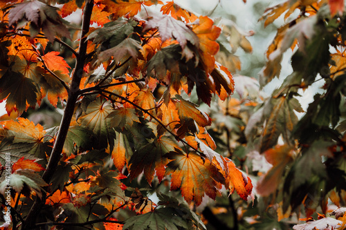 Colorful leaves and trees during Autumn season