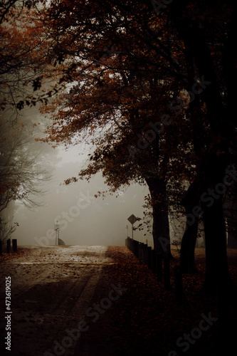 Dark moody abandoned street with colorful leaves and trees during Autumn season photo