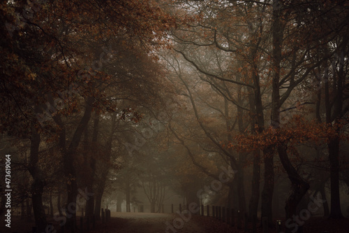 Dark moody foggy road with autumn colored leaves on trees photo
