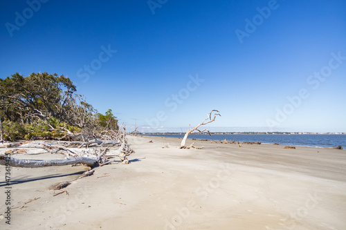 Large bare trees and driftwood on the beach