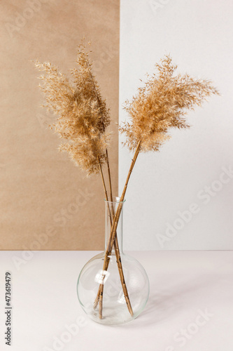 Dry grass in transparent vase on a light table. White and beige colors background with a common reed. Minimal, styled concept for bloggers. Copy space.