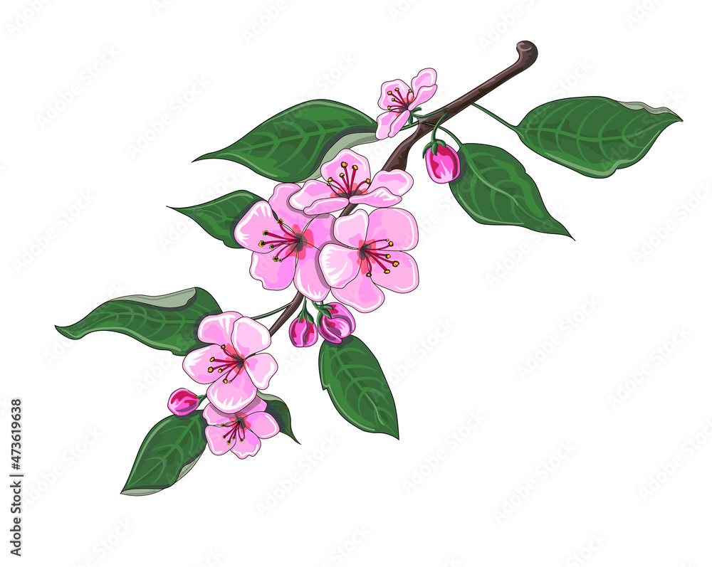 Blossoming cherry branch. The fruit. Stock vector illustration isolated on a white background.