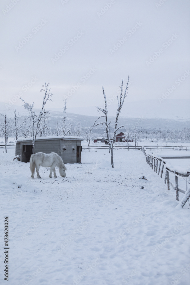 White horse among snowy scene. Winter scene in Swedish Lapland