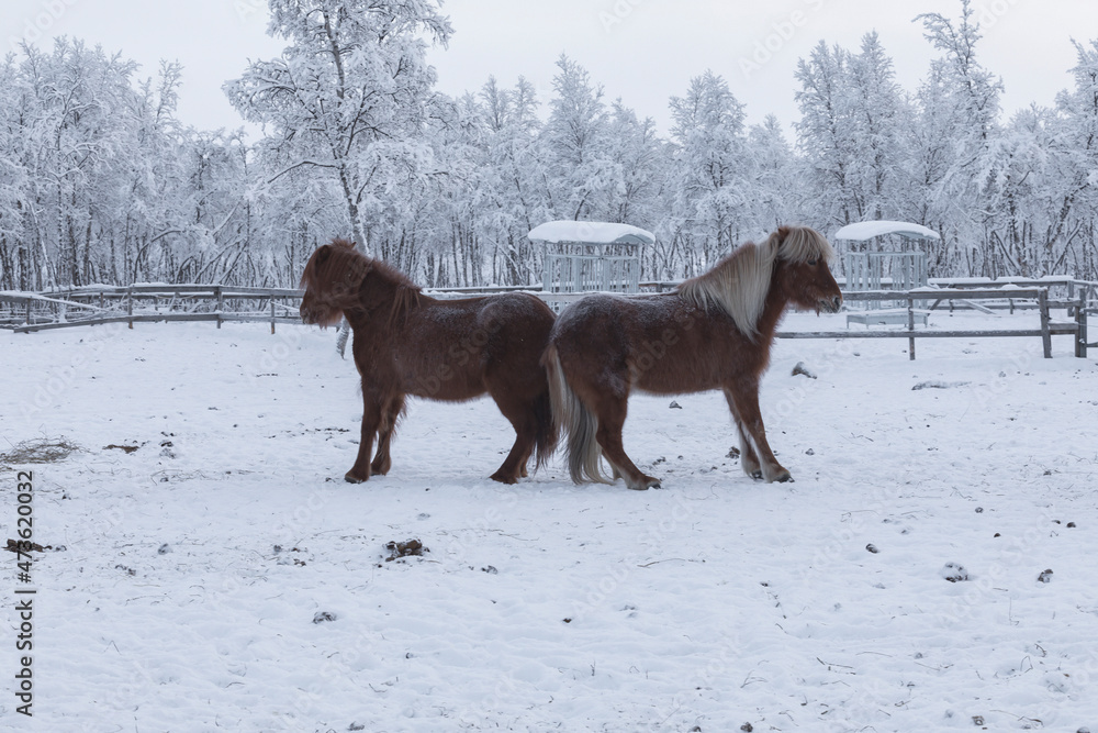 Two horses facing away from each other. Winter scene in Swedish Lapland Two horses facing away from each other. Winter scene in Swedish Lapland