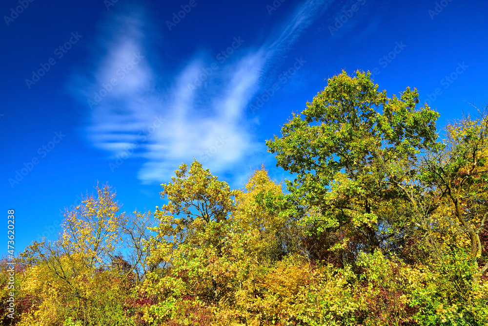 Fototapeta premium Blue sky white cloud nature landscape