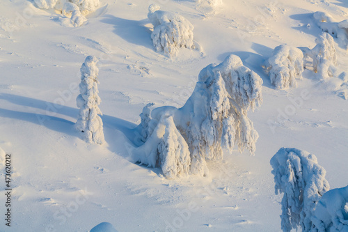 Sunrise and snow covered trees over Ruka. Finnish Lapland at Sunrise photo