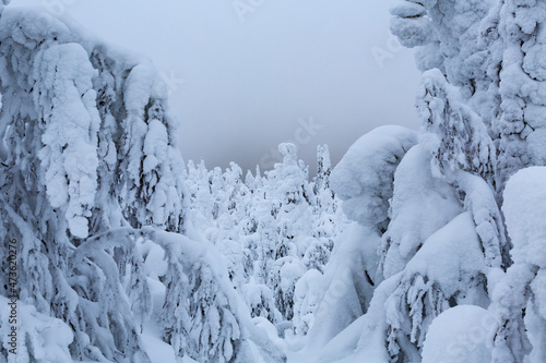 Untouched snow covered tree.Sentinels of Lapland. Finnish Lapland photo