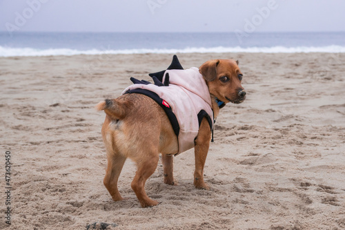 Obraz na płótnie Pies na plaży w salonie