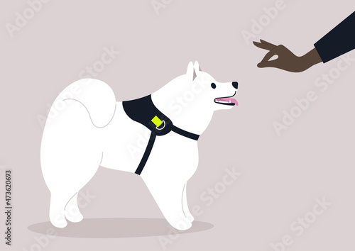 Obedience training, a hand giving a snack to a Samoyed puppy