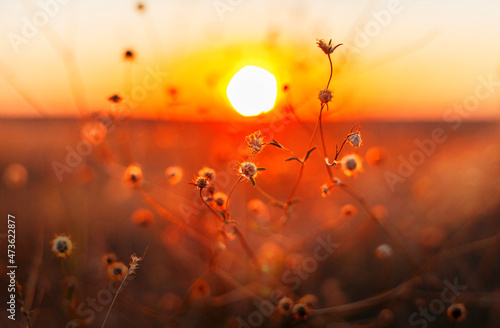 Summer flowers in sunset lights